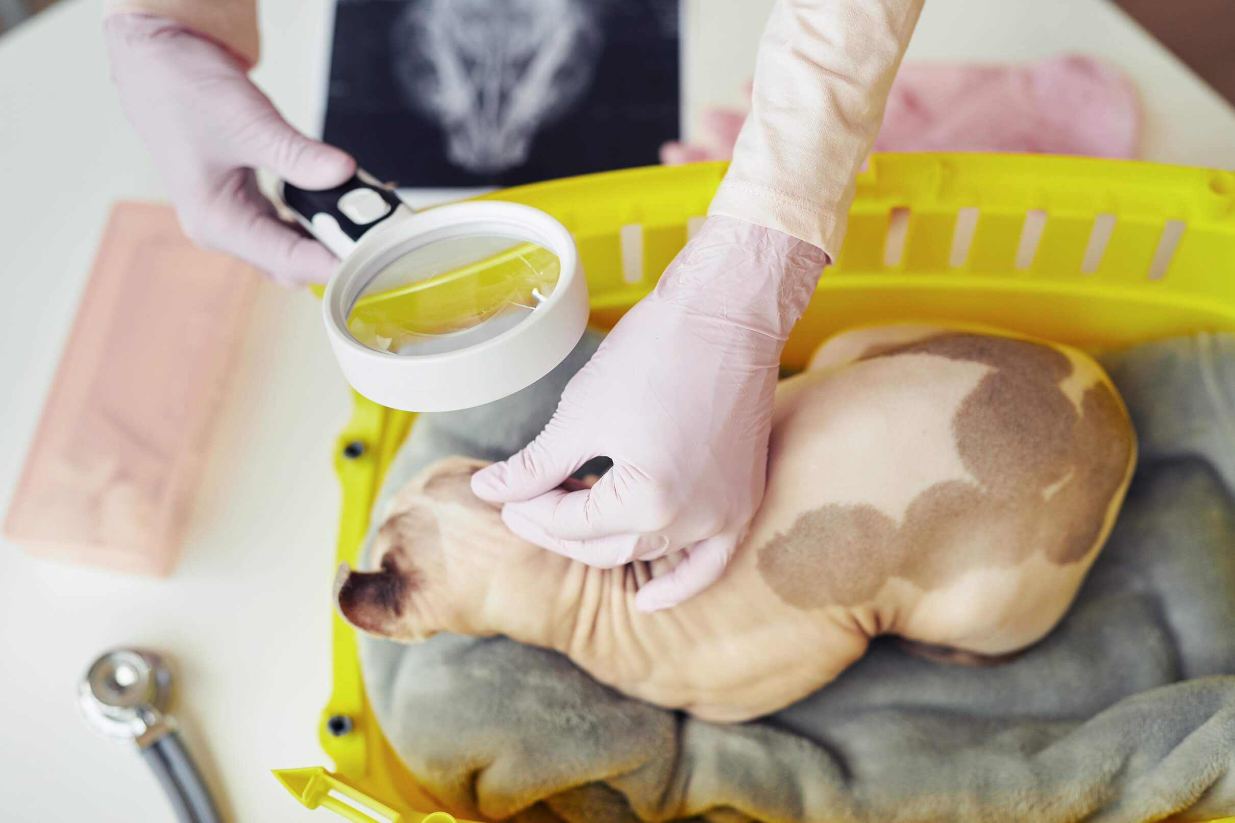 Ear Exam For Cat In Vet Clinic 2022 07 20 07 42 57 Utc