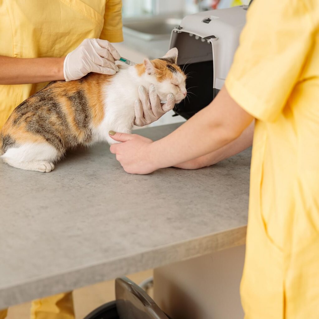 Female Vet Doctor Giving Vaccination Injection To 2022 09 06 04 19 31 Utc 1024x1024