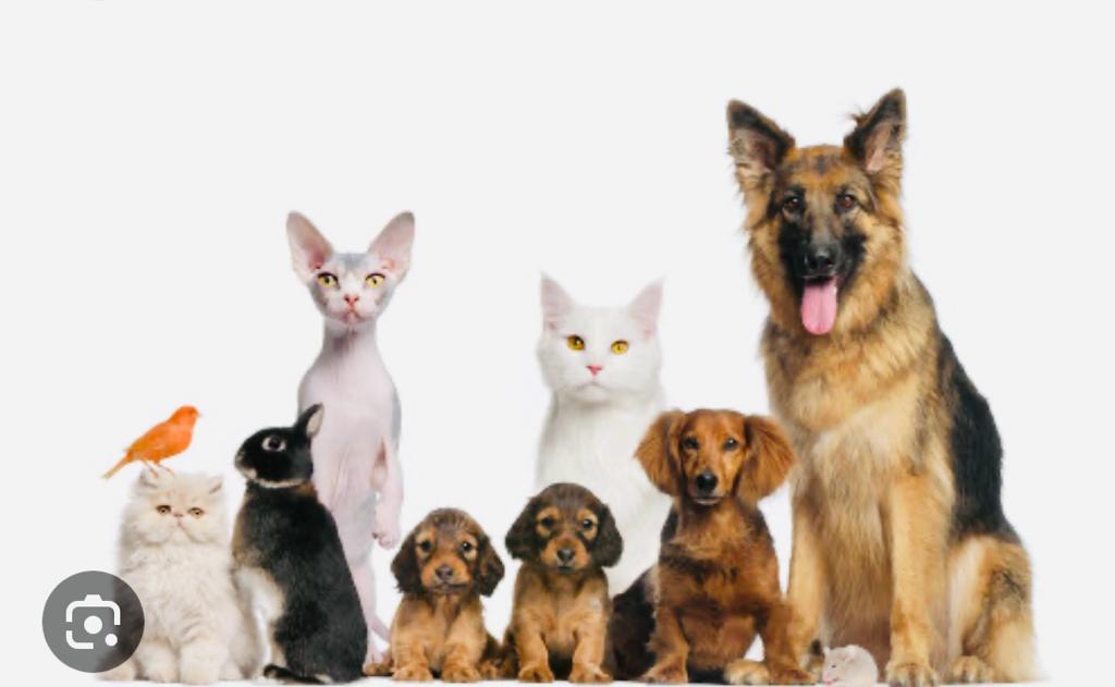 9683b5ac 4dcd 4b73 A5d4 9b6565855a9a DOq739jnObhl0XQl 4