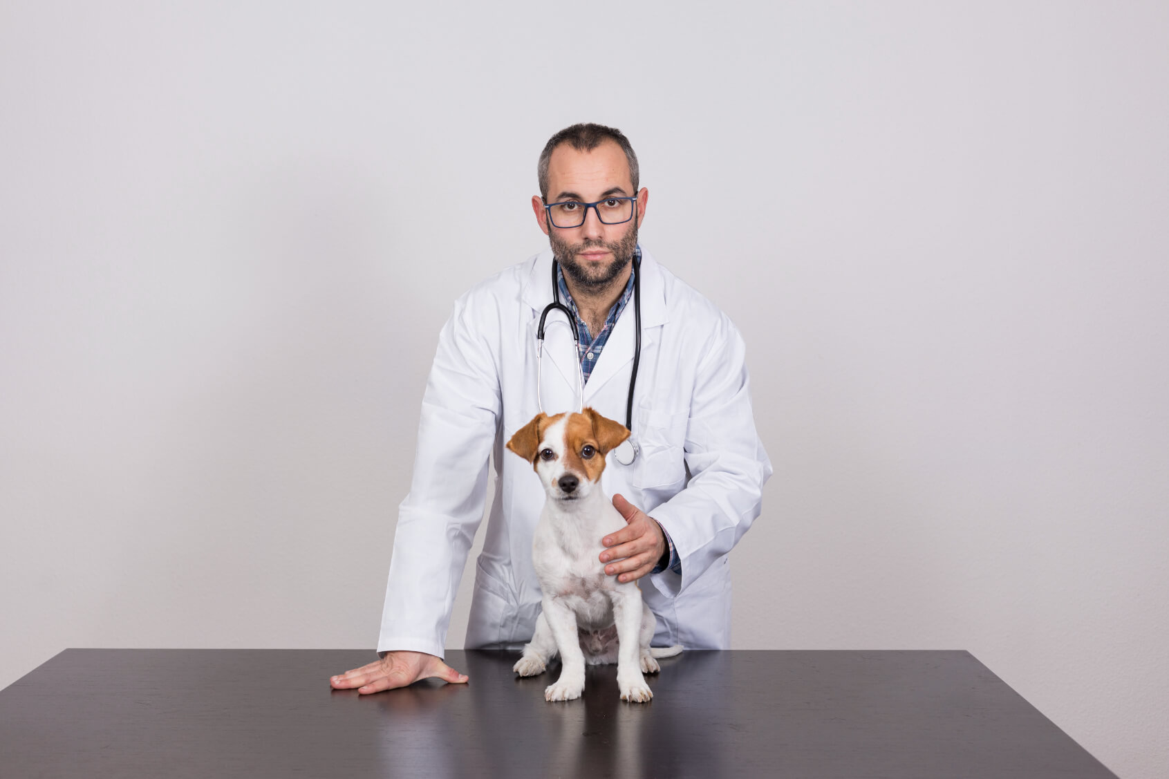 Veterinarian Man Examining Jack Russell Dog With S UUWCMPJ