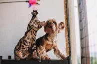 About A Bengal cat and Yorkshire Terrier playfully reach for a feathered toy indoors.