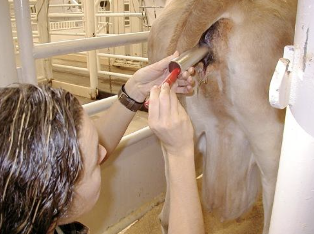 cow speculam 300x50mm cow speculam 300x50mm