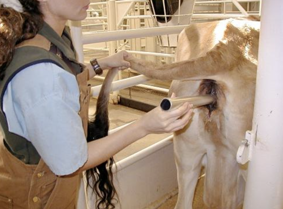 cow speculam 300x50mm cow speculam 300x50mm